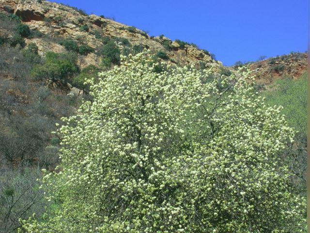 Dombeya  rotundifolia flowering tree in Walter Sisulu Botanical Gardens